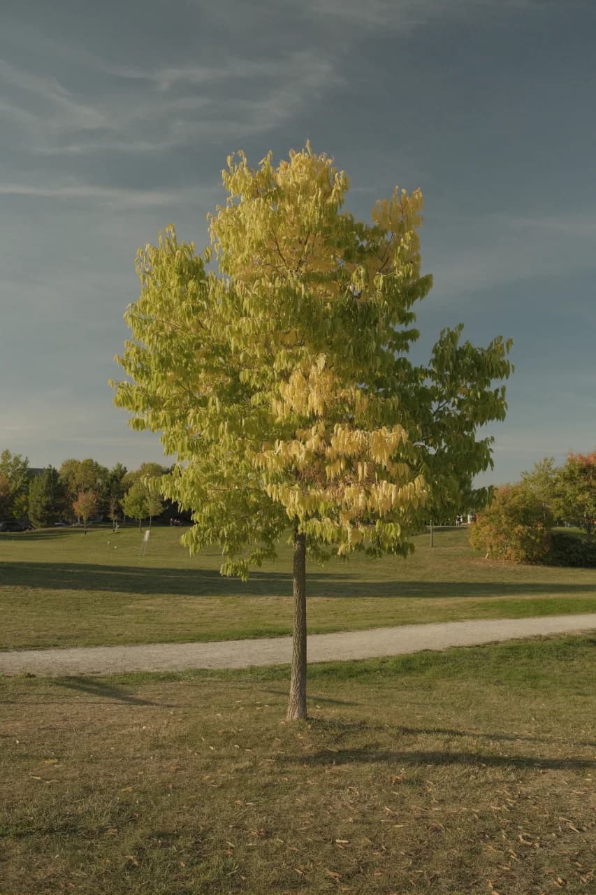 A young tree in a park, turning gold against the sky.