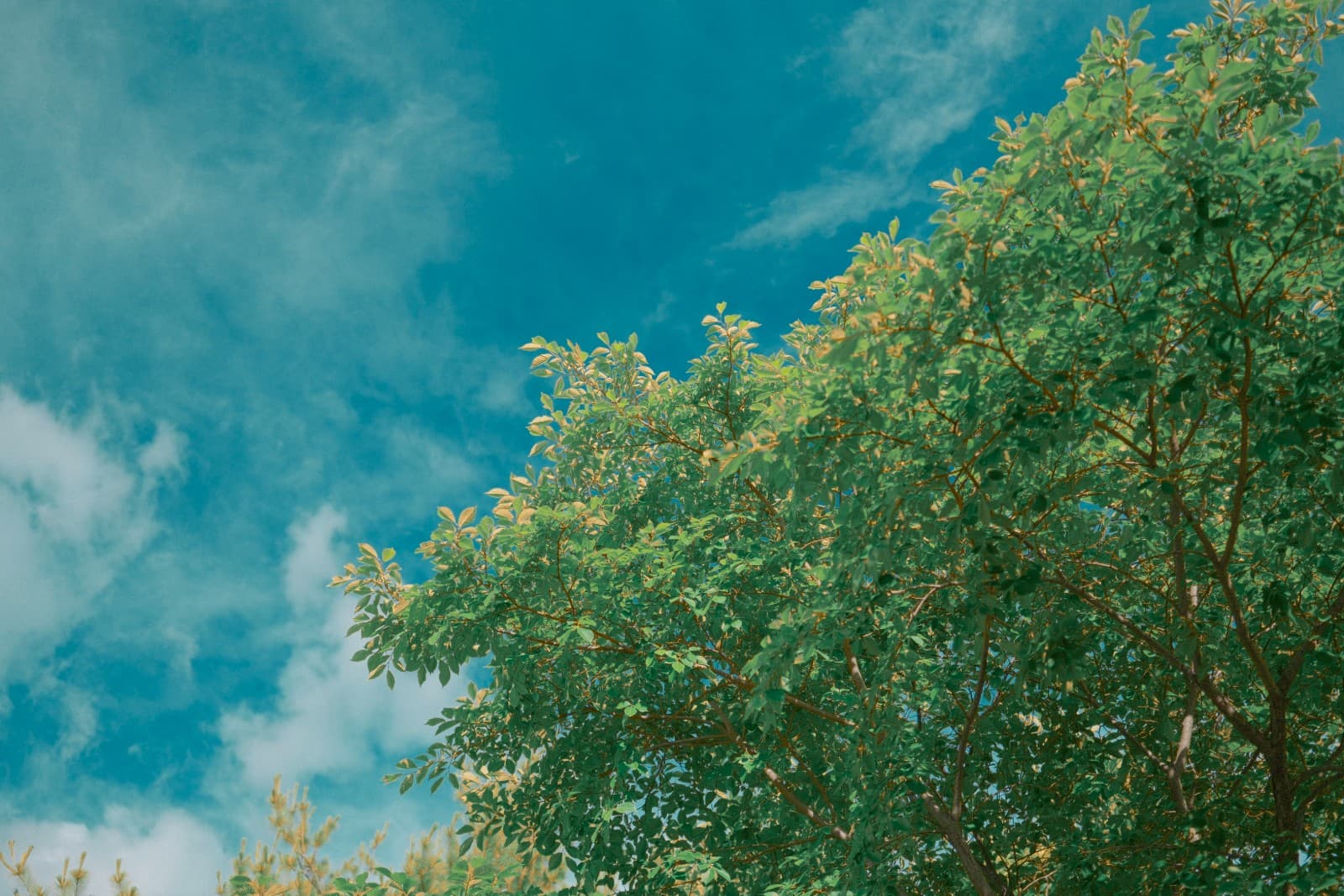 Province Green